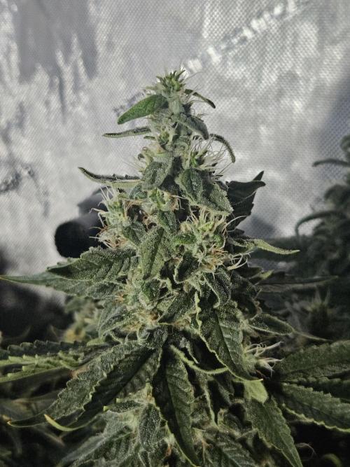 Sticky Brokkoli Zamnesia Eternity Cup. Week 13