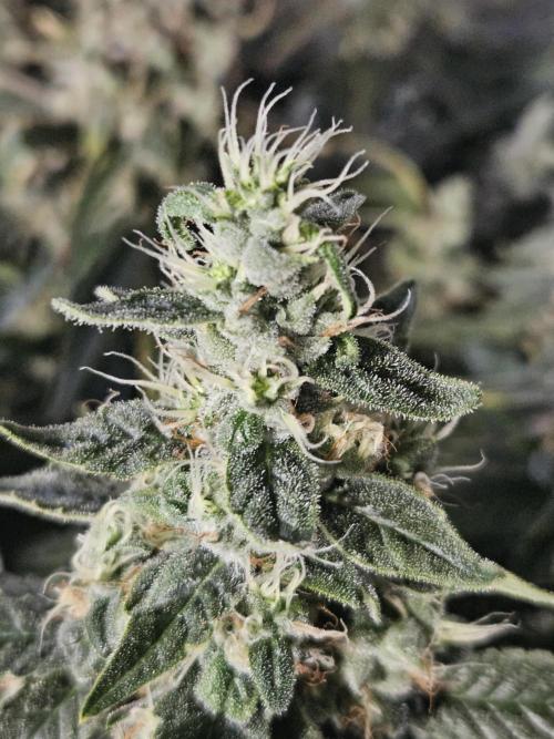 Sticky Brokkoli Zamnesia Eternity Cup. Week 13
