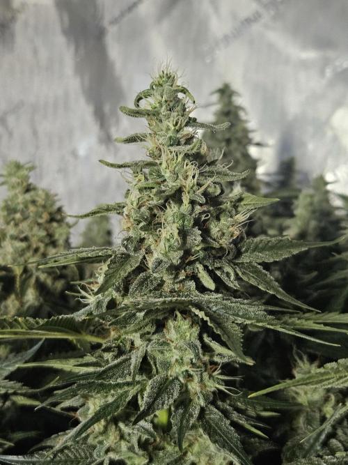 Sticky Brokkoli Zamnesia Eternity Cup. Week 13
