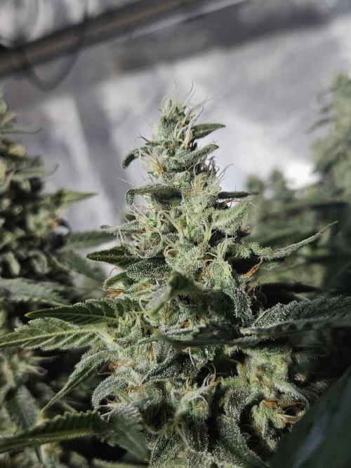 Sticky Brokkoli Zamnesia Eternity Cup. Week 13