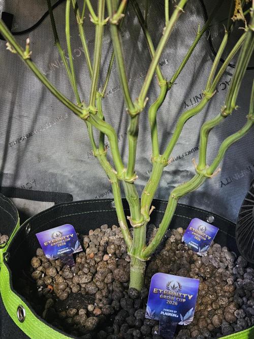 Sticky Brokkoli Zamnesia Eternity Cup. Week 13