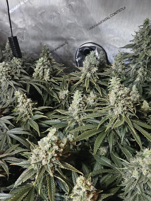 Slurricane Zamnesia. Week 13