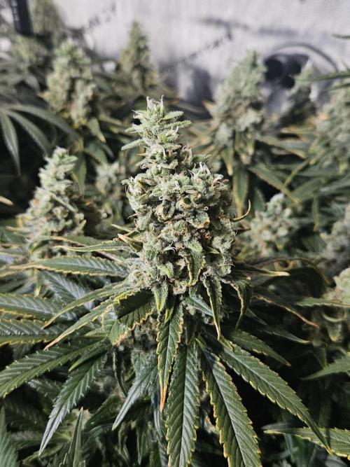 Slurricane Zamnesia. Week 13