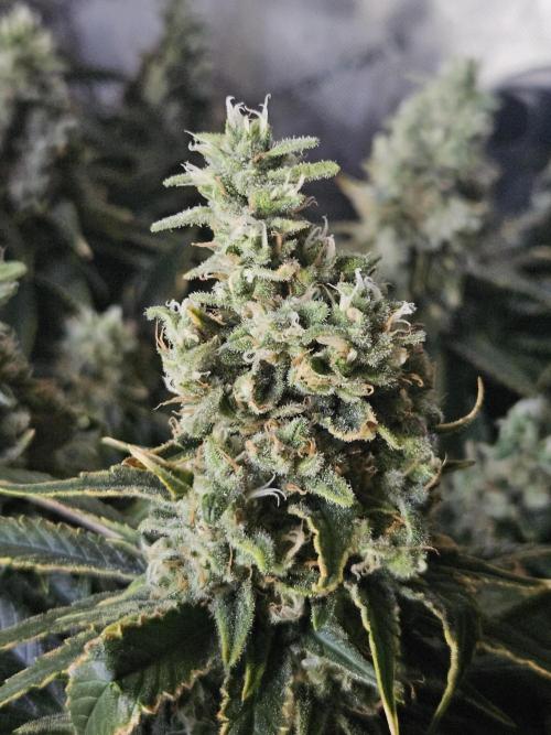 Slurricane Zamnesia. Week 13