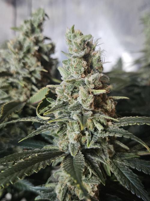 Slurricane Zamnesia. Week 13