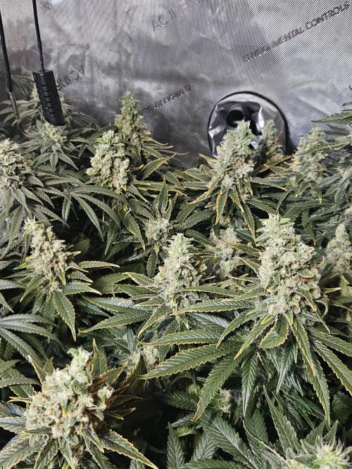 Slurricane Zamnesia. Week 13