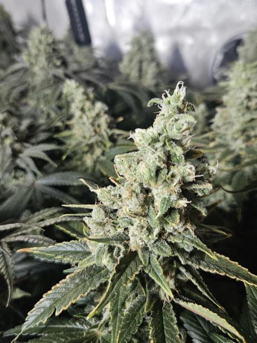 Slurricane Zamnesia. Week 13
