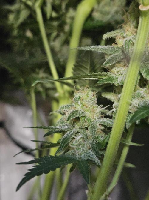 Slurricane Zamnesia. Week 13
