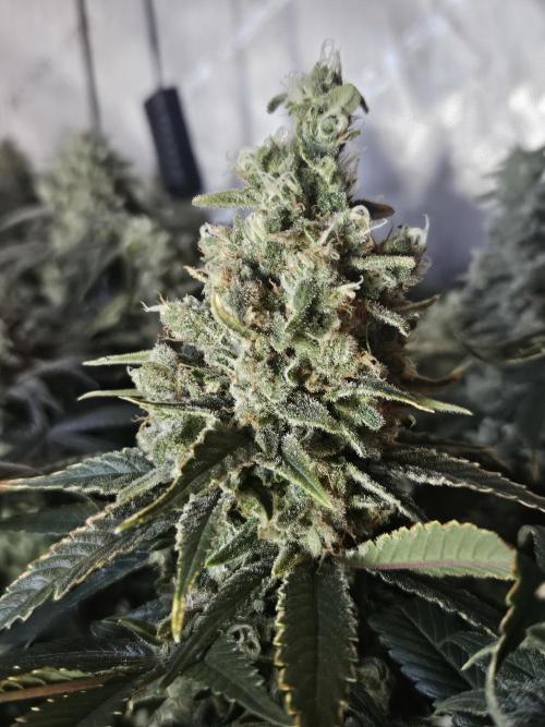 Slurricane Zamnesia. Week 13