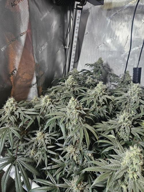 Blue Zushi Dutch Passion. Week 13