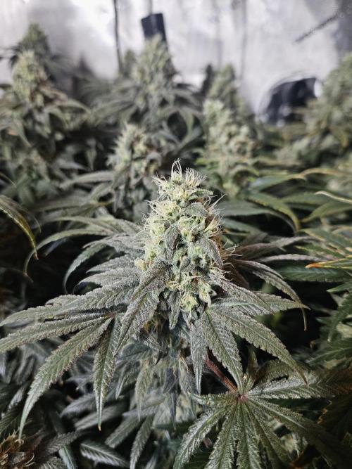 Blue Zushi Dutch Passion. Week 13