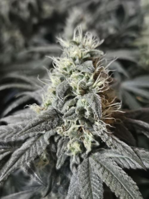 Blue Zushi Dutch Passion. Week 13