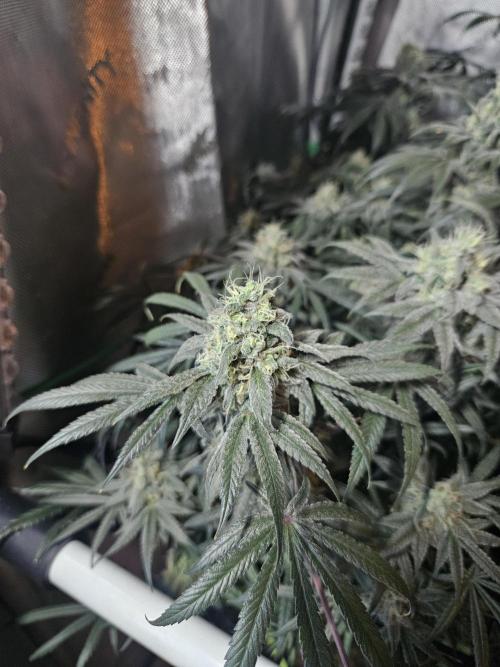 Blue Zushi Dutch Passion. Week 13