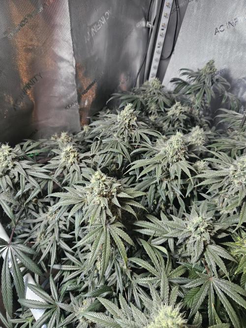 Blue Zushi Dutch Passion. Week 13