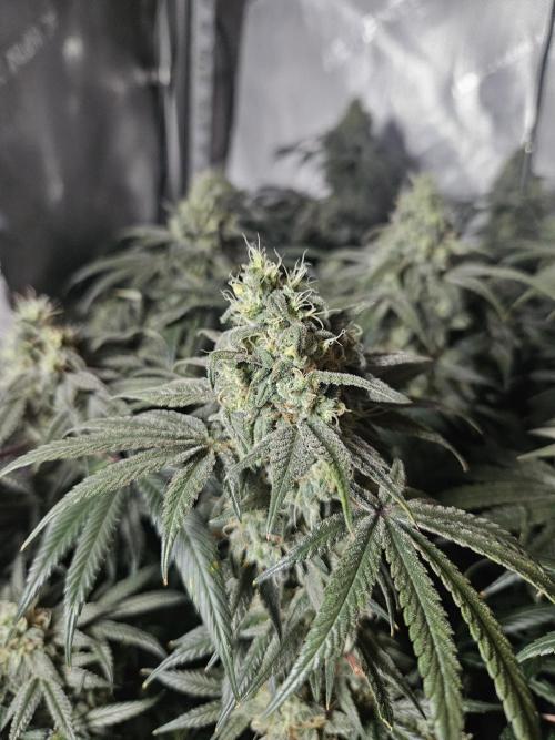 Blue Zushi Dutch Passion. Week 13