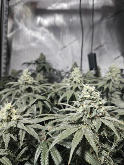 Blue Zushi Dutch Passion. Week 13