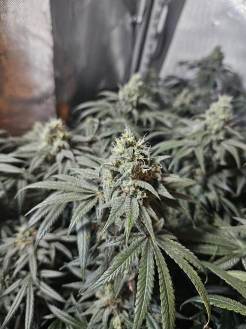 Blue Zushi Dutch Passion. Week 13