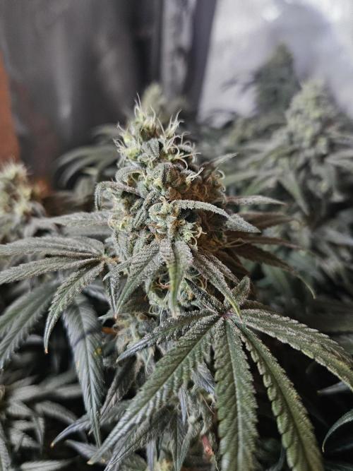 Blue Zushi Dutch Passion. Week 13