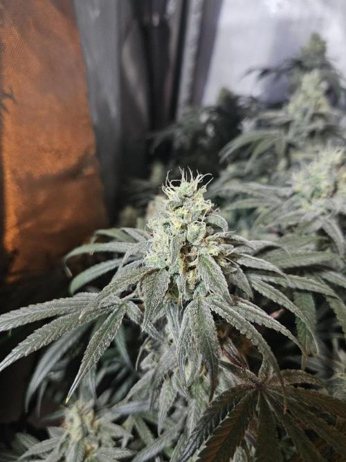 Blue Zushi Dutch Passion. Week 13