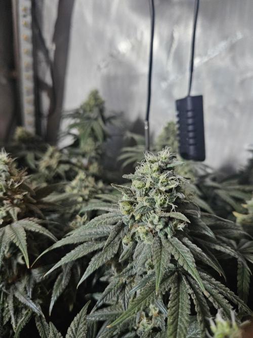 Blue Zushi Dutch Passion. Week 13