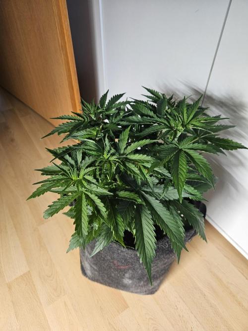 FumePop Auto Orginalsensibleseeds. Week 3