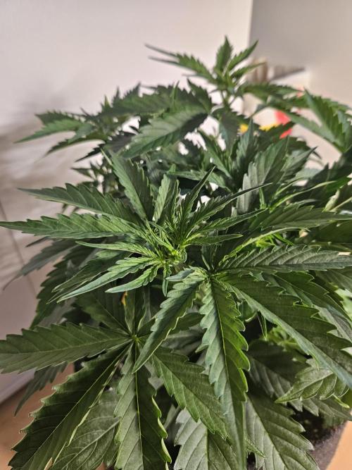 FumePop Auto Orginalsensibleseeds. Week 3