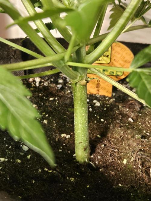 FumePop Auto Orginalsensibleseeds. Week 3
