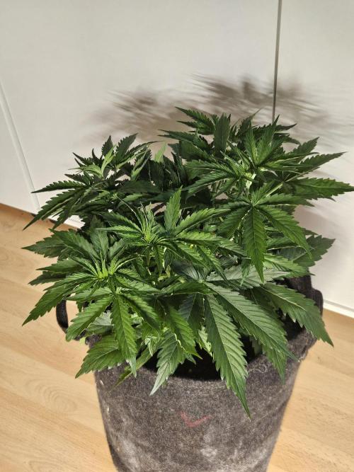FumePop Auto Orginalsensibleseeds. Week 3