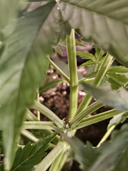 FumePop Auto Orginalsensibleseeds. Week 3