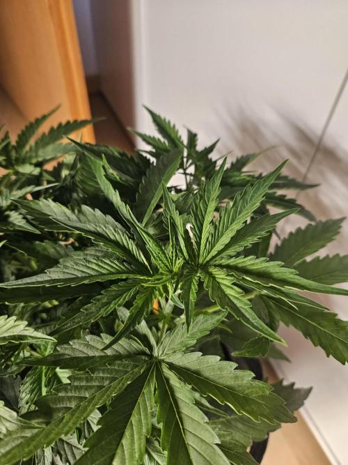 FumePop Auto Orginalsensibleseeds. Week 3