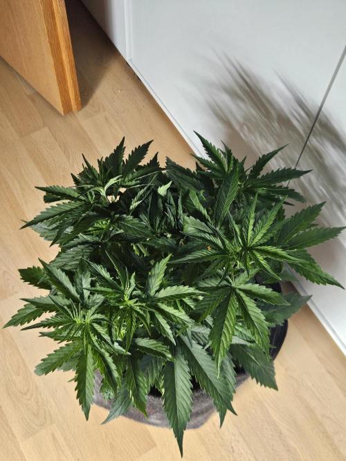 FumePop Auto Orginalsensibleseeds. Week 3