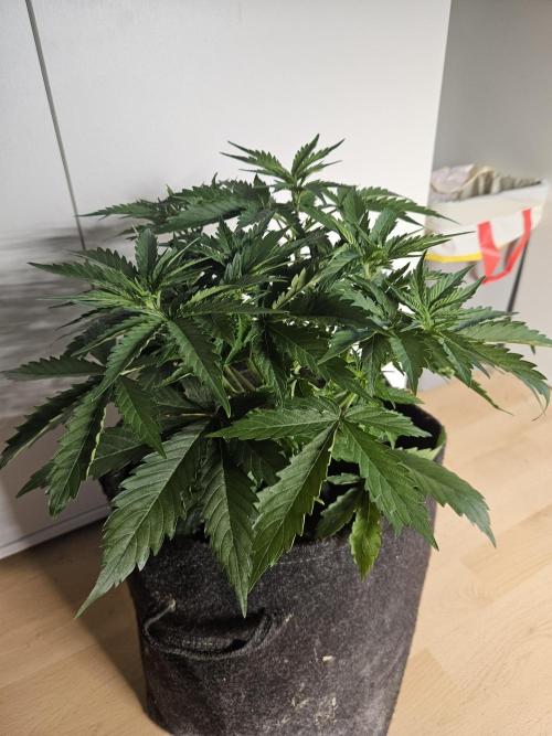 FumePop Auto Orginalsensibleseeds. Week 3