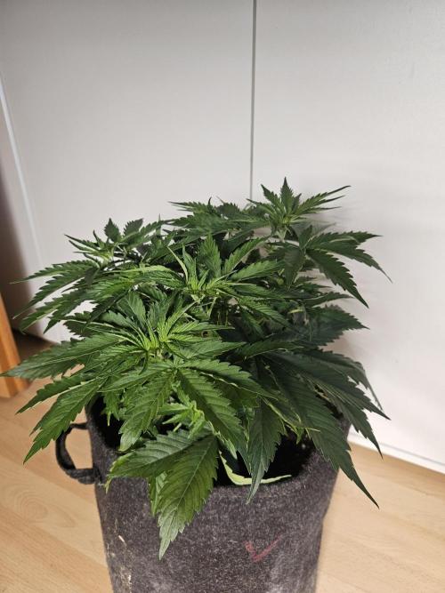 FumePop Auto. Week 3
