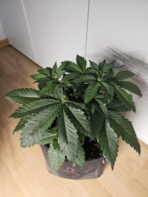 Zoapaya Auto Orginalsensibleseeds. Week 3