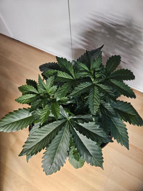Zoapaya Auto Orginalsensibleseeds. Week 3