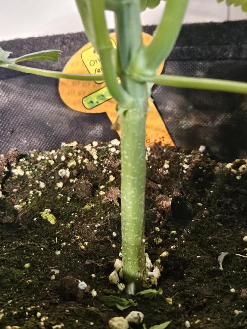 Zoapaya Auto Orginalsensibleseeds. Week 3