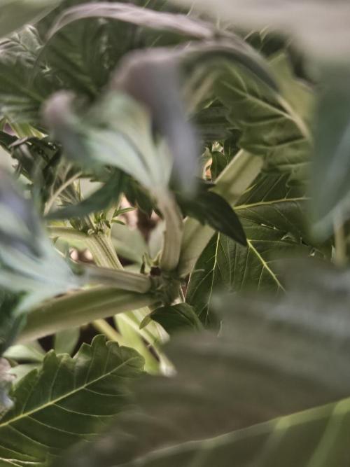 Zoapaya Auto Orginalsensibleseeds. Week 3