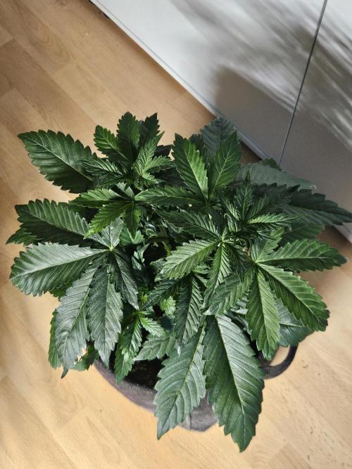 Zoapaya Auto Orginalsensibleseeds. Week 3