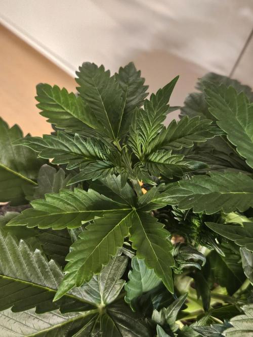 Zoapaya Auto Orginalsensibleseeds. Week 3