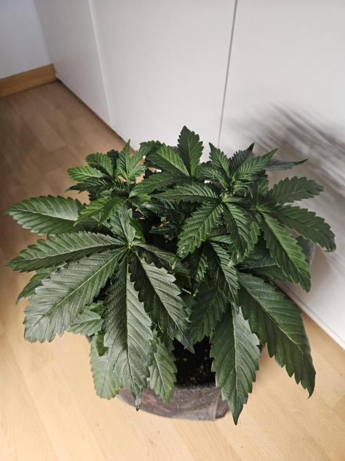 Zoapaya Auto Orginalsensibleseeds. Week 3