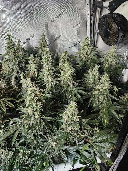 Sticky Brokkoli Zamnesia Eternity Cup. Week 14