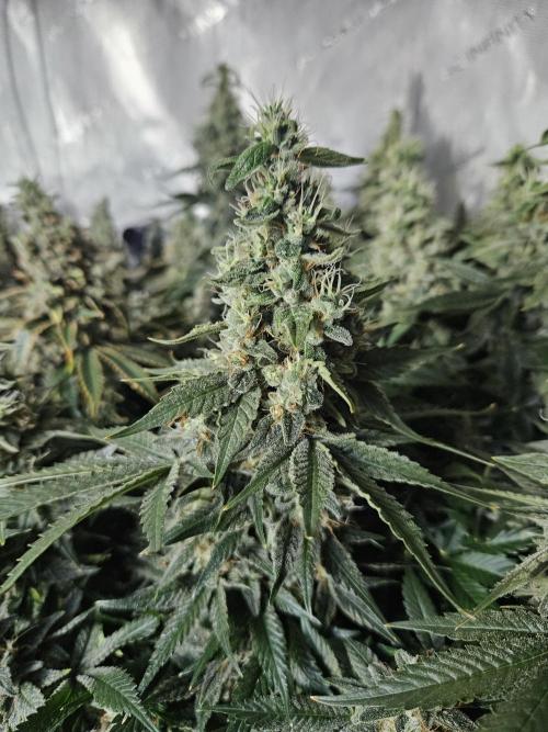Sticky Brokkoli Zamnesia Eternity Cup. Week 14