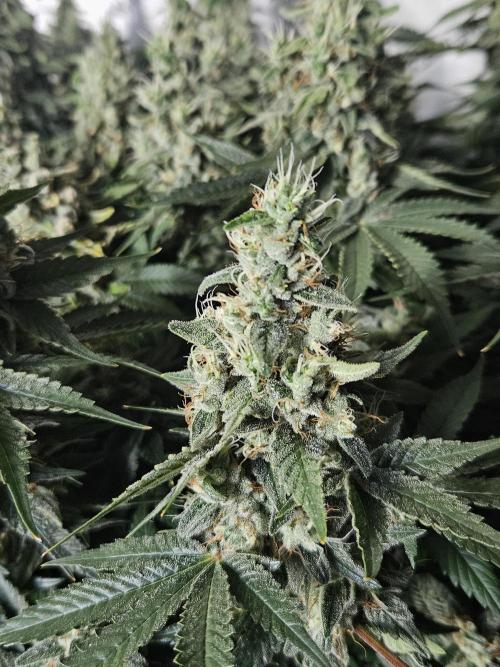 Sticky Brokkoli Zamnesia Eternity Cup. Week 14