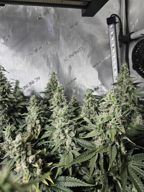 Sticky Brokkoli Zamnesia Eternity Cup. Week 14