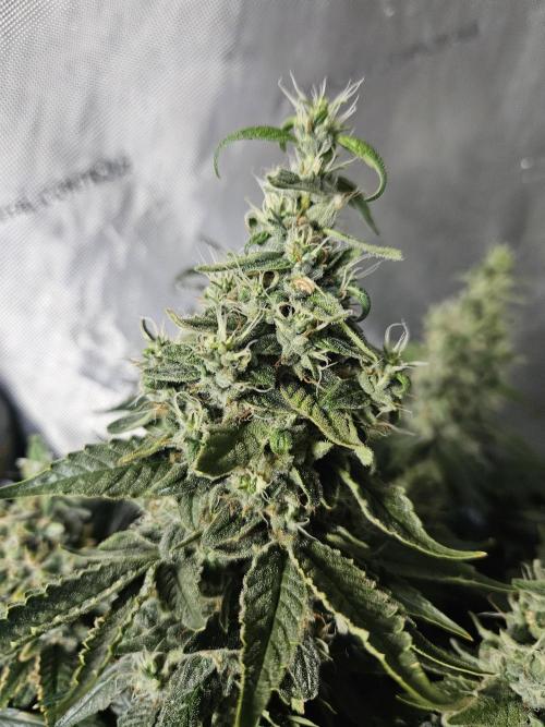 Sticky Brokkoli Zamnesia Eternity Cup. Week 14