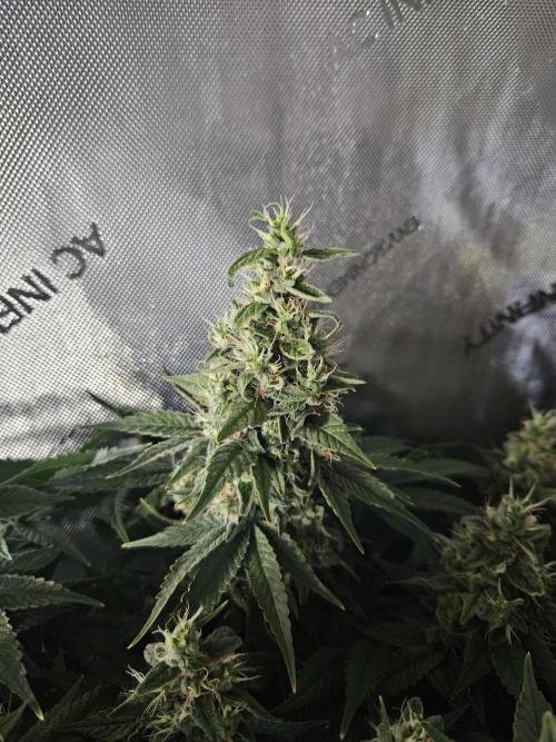 Sticky Brokkoli Zamnesia Eternity Cup. Week 14