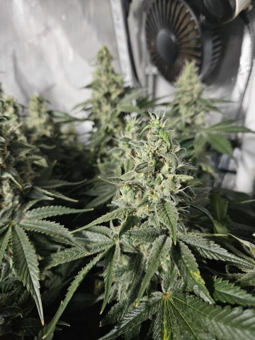Sticky Brokkoli Zamnesia Eternity Cup. Week 14