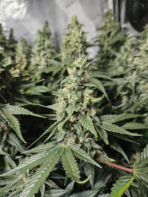 Sticky Brokkoli Zamnesia Eternity Cup. Week 14