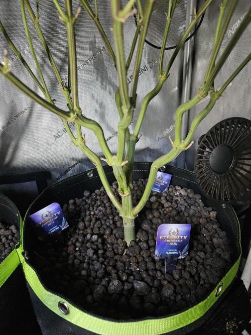 Sticky Brokkoli Zamnesia Eternity Cup. Week 14