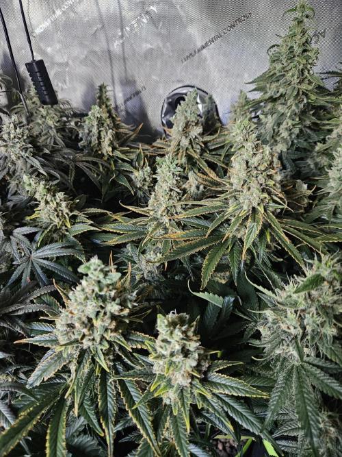 Slurricane Zamnesia. Week 14